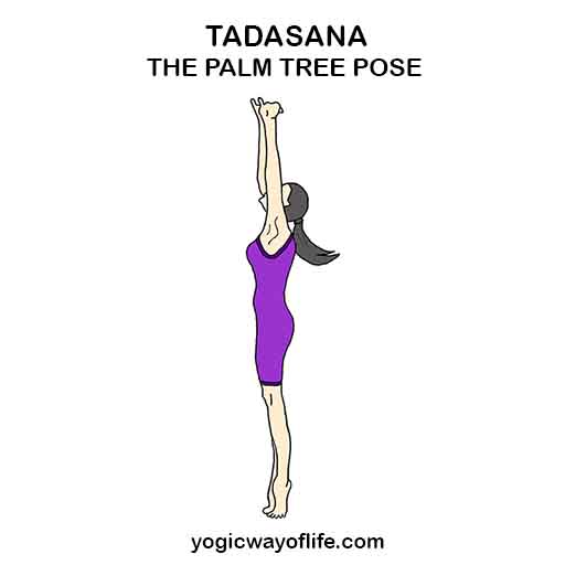 Tree Pose: Tadasana : Hot Yoga 101  Vancouver's Original Hot Yoga Since  1999