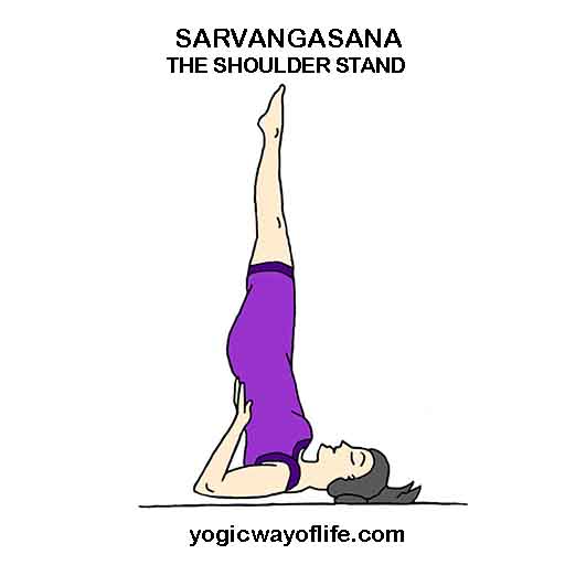 Yoga pose Shoulder stand (Sarvangasana) for beginners