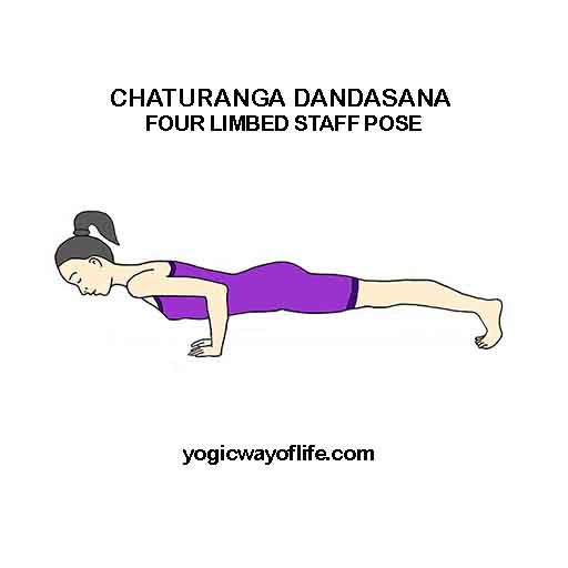 Four-Limbed Staff Pose (Chaturanga Dandasana) Dimensions & Drawings