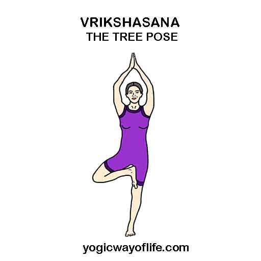 Tree Pose – Vrkshasana - Arhanta Yoga