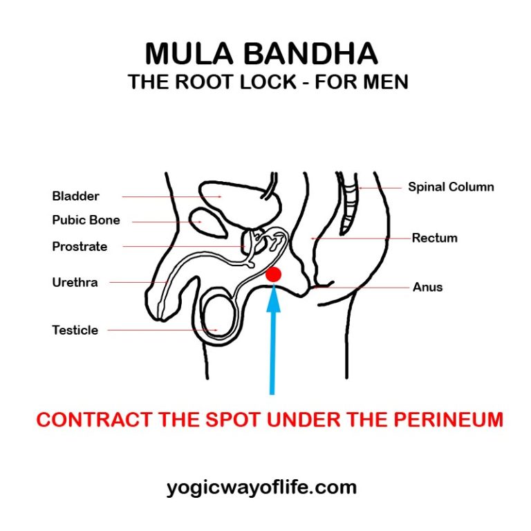 Mula Bandha - The Root Lock - Yogic Way of Life