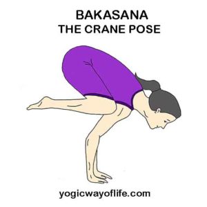 Bakasana - The Crane Pose