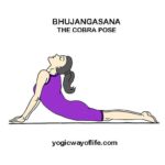 Bhujangasana - The Cobra Pose