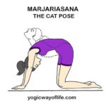 Marjariasana (Cat Pose) - Yoga Asana for Flexibility of Back & Spine