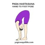 Padahastasana - Hand to Foot Pose