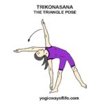 Trikonasana - The Triangle Pose