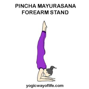 Pincha Mayurasana - Feathered Peacock Pose