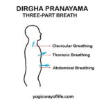 Dirgha Pranayama - The Three-Part Yogic Breathing - Yogic Way Of Life